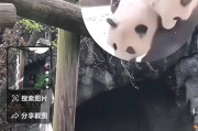 守护熊猫技能搭配攻略大全（探索最佳搭配，成为熊猫守护高手）