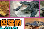 鳄鱼出装单挑天赋加点攻略（掌握关键天赋和装备，成为无敌的鳄鱼玩家）