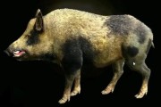 《动物之战野猪技能加点攻略》（解锁野猪的最强技能，让战斗更加轻松！）
