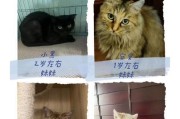《曙光猫咪技能加点攻略》（解析曙光猫咪技能加点策略，助你成为顶尖玩家！）