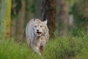 山猫动物技能加点攻略大全（掌握关键技能，成为顶尖猎手）
